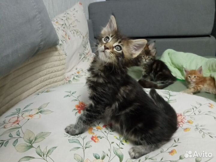 Котята мейкун