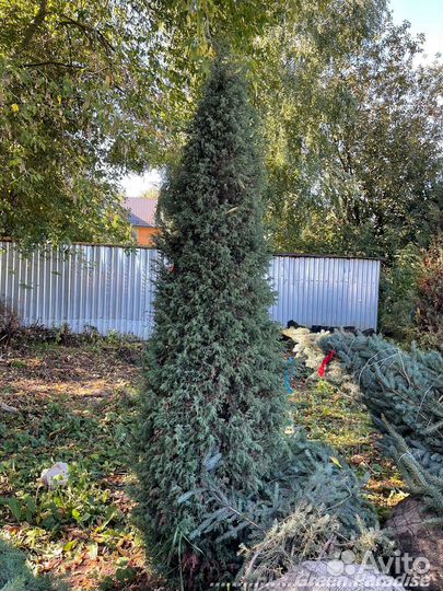 Можжевельник формированный виргинский