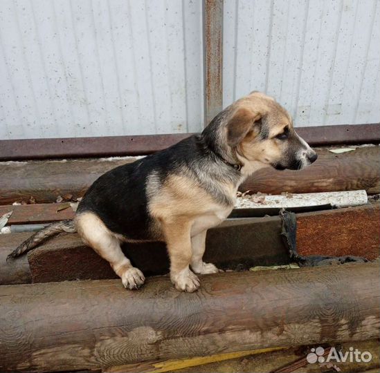 Собака 6 мес Амели