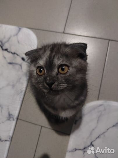 Шотландская вислоухая