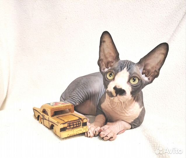 Канадский сфинкс