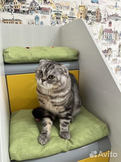 Нужна кошка для случки с котом Шотландец