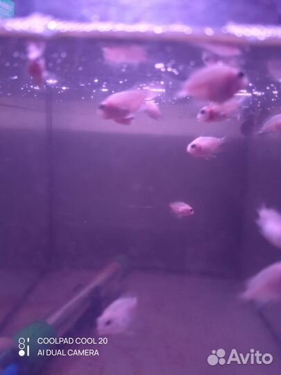 Аквариумные рыбки