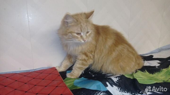 Отдам в добрые руки