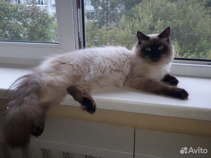Кот для вязки