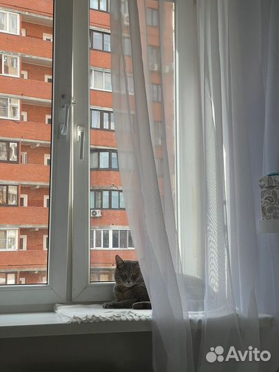 Передержка котов и кошек на дому