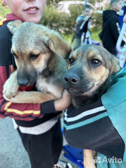 Щенки в добрые руки