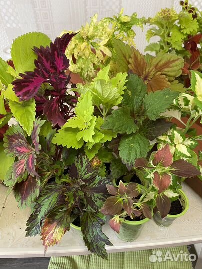 Колеусы вегетативные