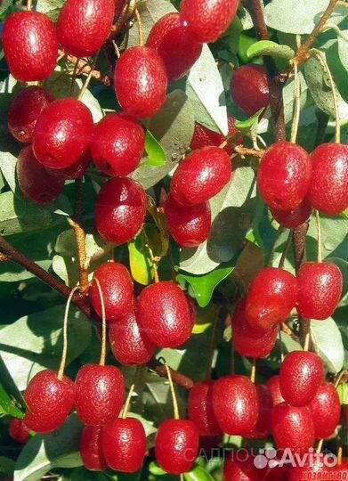 Кустарники гумми