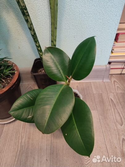 Домашние растения