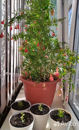 Комнатные цветы