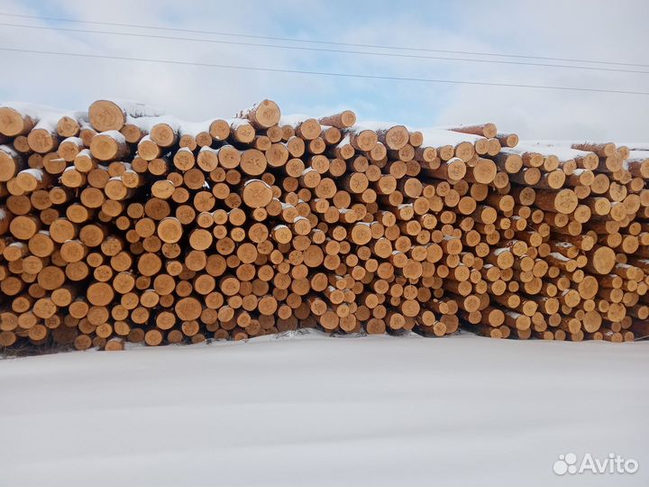 Лес кругляк сосна