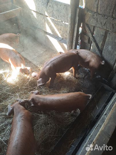 Хрячки на племя