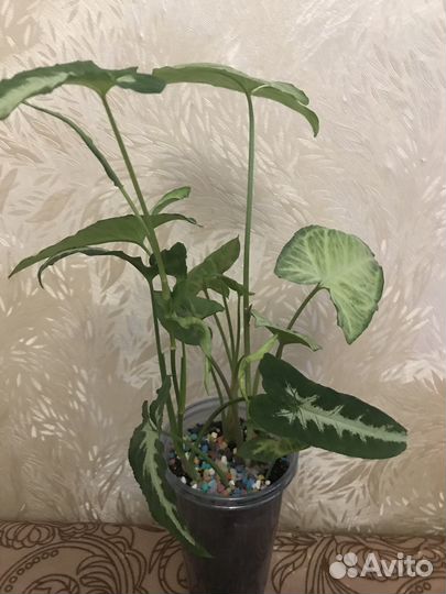 Сингониумы сортовые(набор)