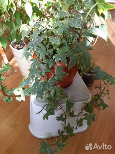 Комнатные цветы