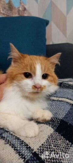 Кошечка ищет дом