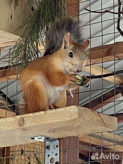 Ручные и вольерные бельчата,отправка в Москву