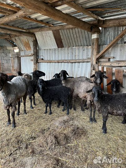 Бараны курдючные