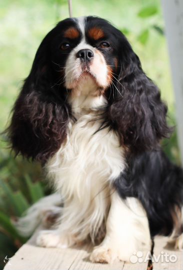 Кавалер кинг чарльз Спаниель вязка