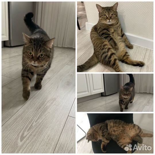 Кошка «Мурка», отдадим в добрые руки