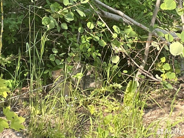 Подарите шанс на жизнь рыжим солнышкам