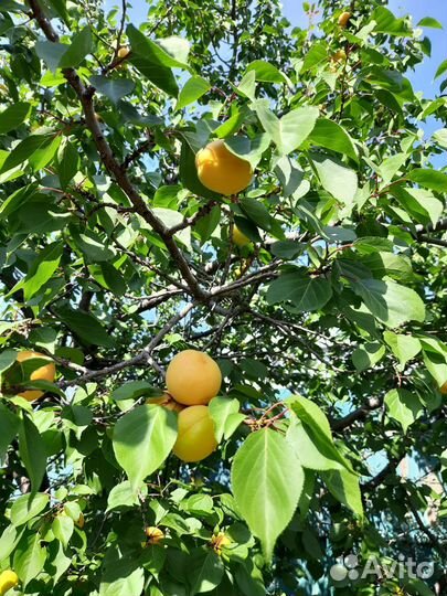 Саженцы абрикос