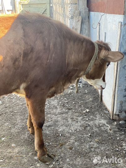 Продам тёлку