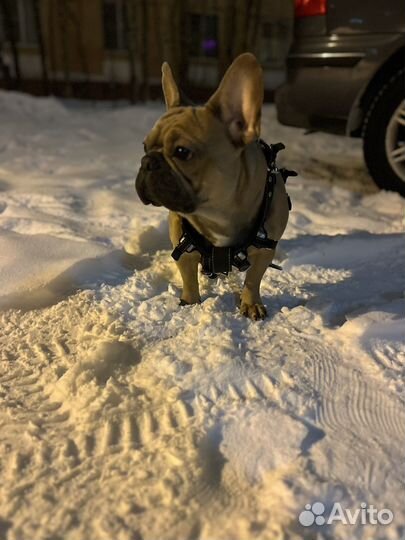 Случка собак ищем девочку
