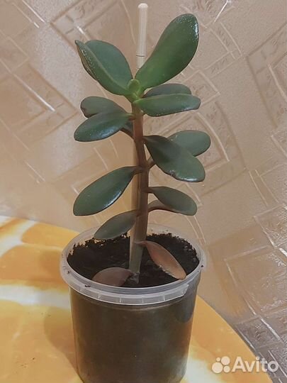 Крассула толстянка денежное