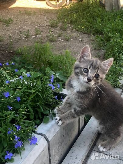 Кошечка Грея