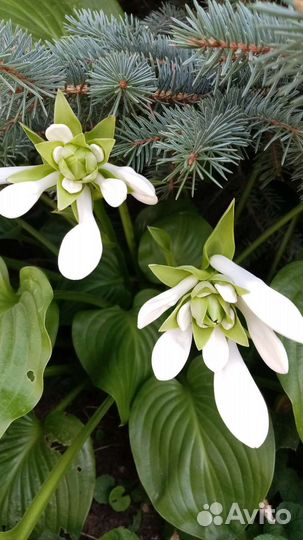 Хоста растение