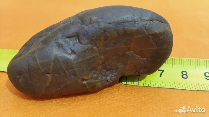 Райниевый черт. Плаун Asteroxylon mackiei