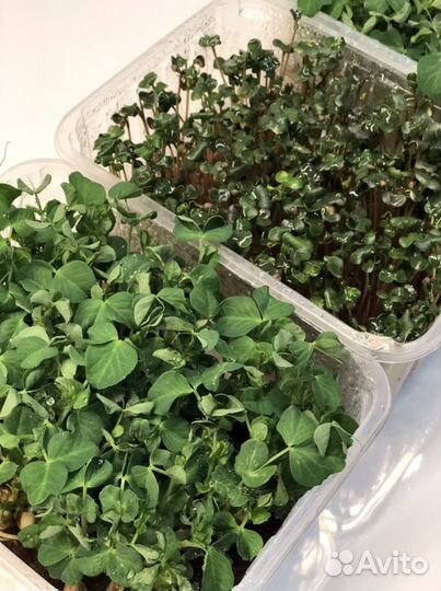 Микро-зелень и пшеница