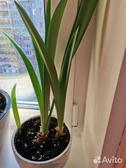 Гиппеаструм