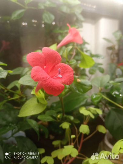 Барлерия красная