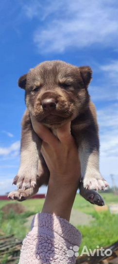 Щенки хаски