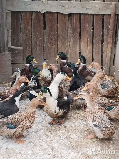 Утки, кролики