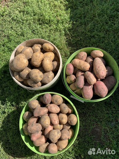Продам картофель