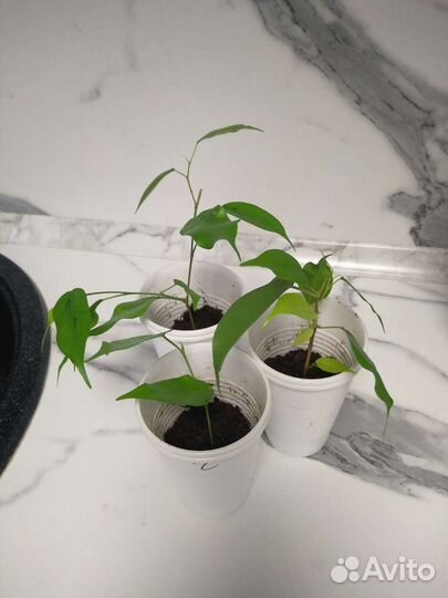 Фикус бенджамина