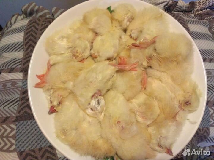 Суточные цыплята на корм животным