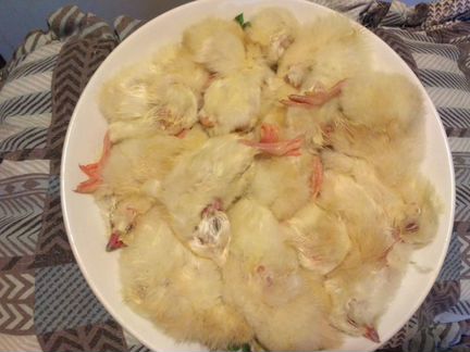 Суточные цыплята на корм животным