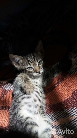 Отдаю кошку царицу негров бесплатно