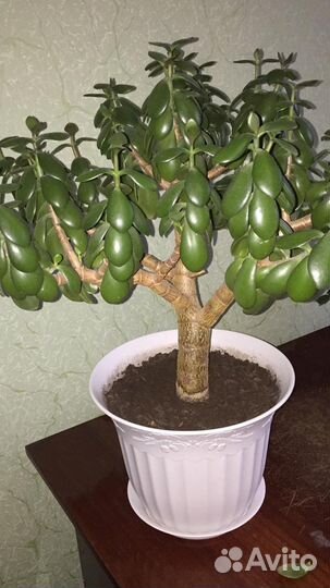 Денежное дерево, Толстянка, Крассула