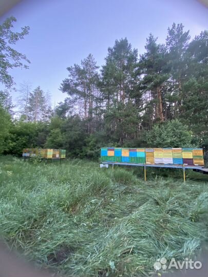 Мёд с пасеки