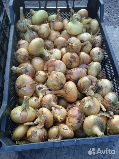 Продам огурцы,лук, картофель, помидоры, морковь