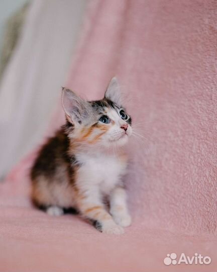 Трехцветная красотка котенок девочка
