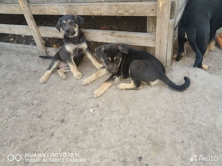 Щенки в добрые руки