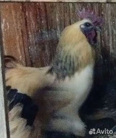 Петушки породистые