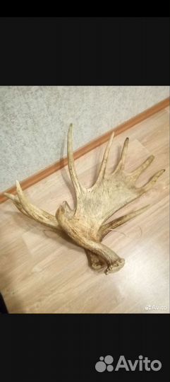 Интересует По кг