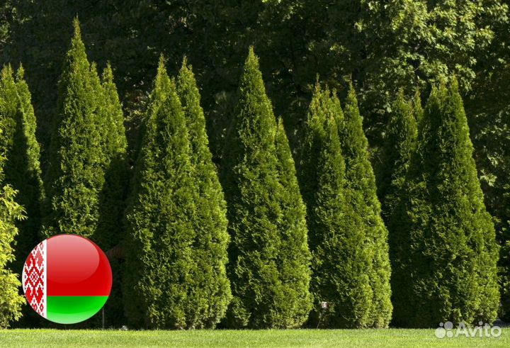 Туи крупномеры 3,5 м